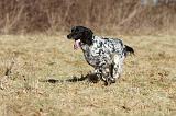 SETTER ANGLAIS 009